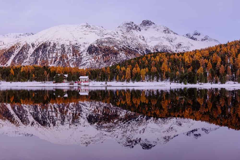 Golden larches in the Engadin at autumn time