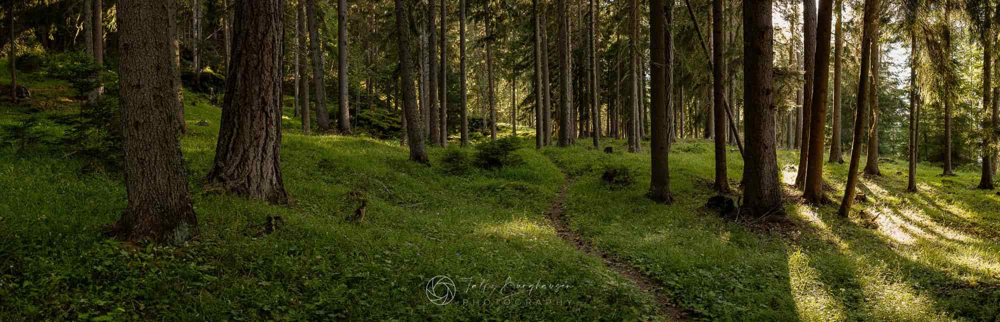 The Heart of the Forest