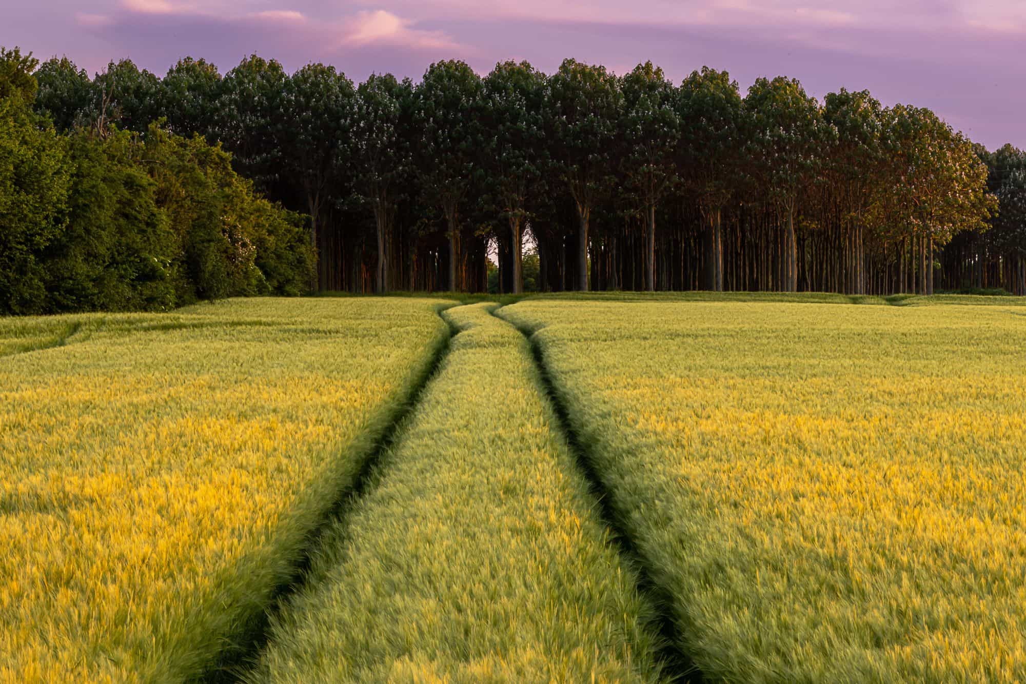 80% of global agricultural land is used for meat production.