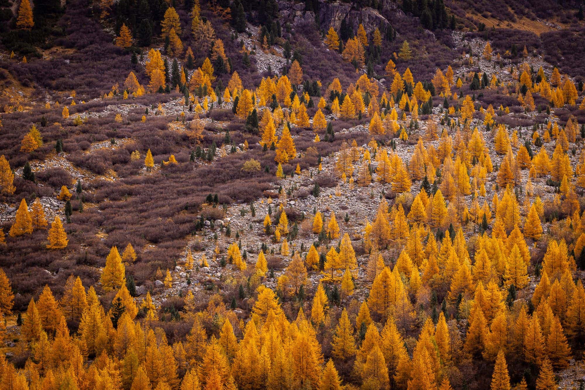 Lärchen im Val Morteratsch im Engadin
