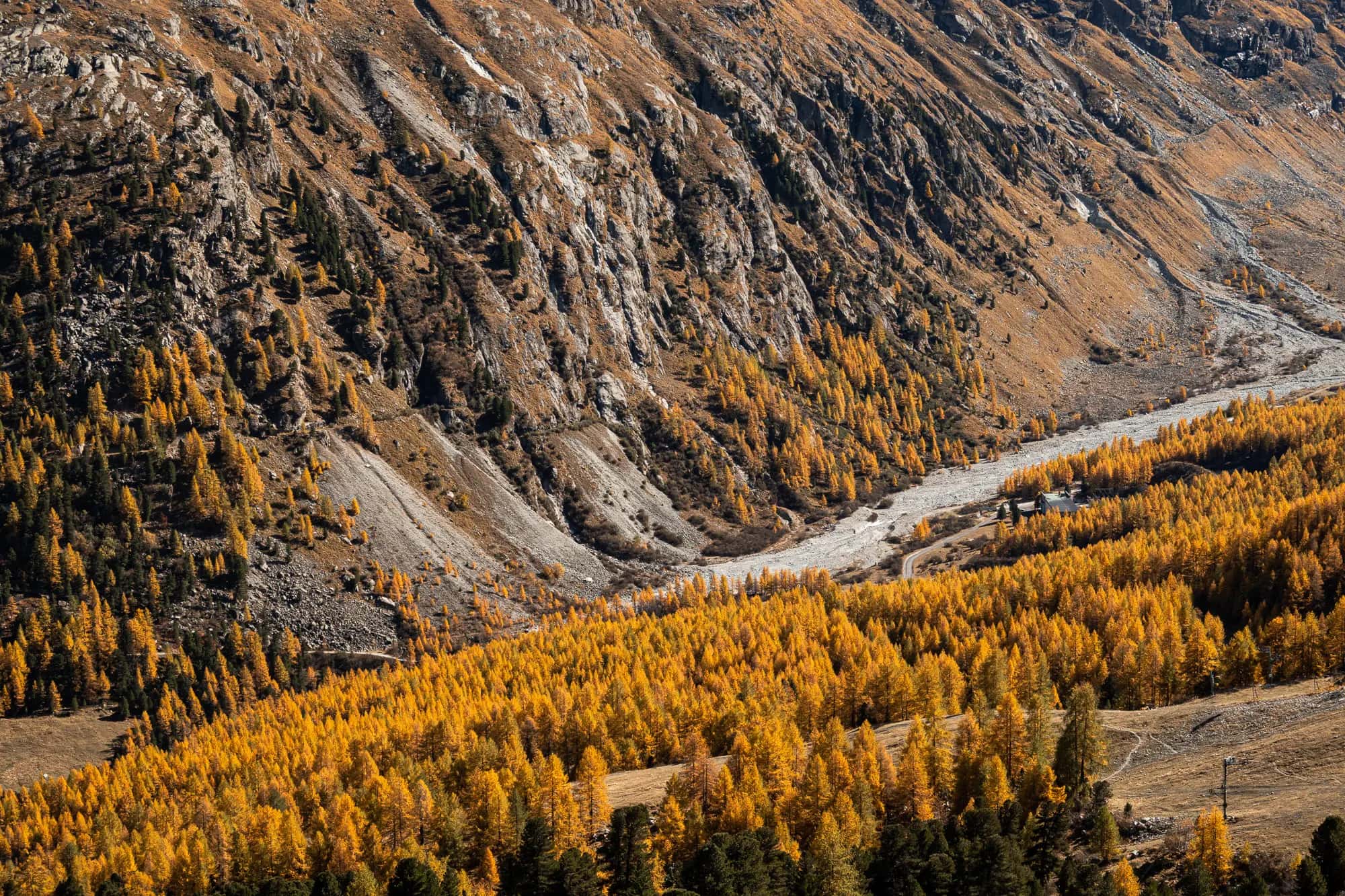 Golden larches as far as the eye can reach