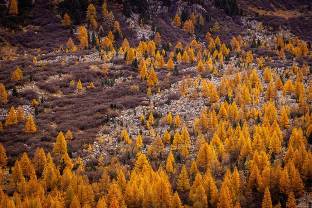 Oktober 2022 – Lärchenwälder