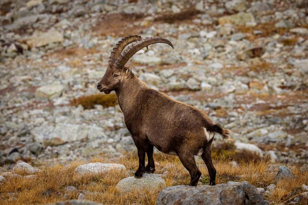 At home on Lac des Dix: the large ibex colony.