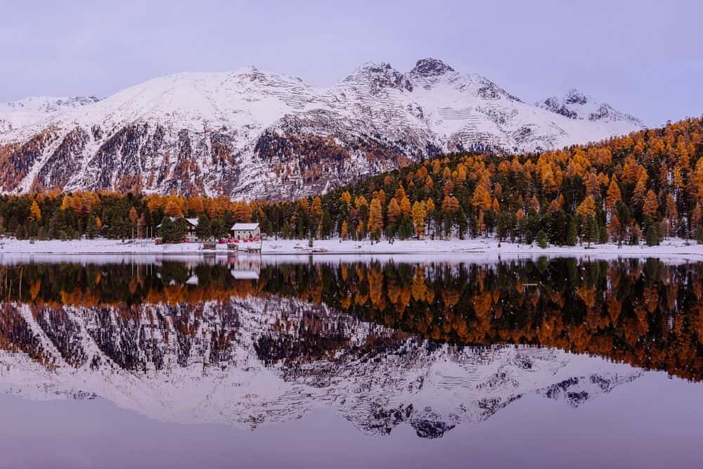 Golden larches in the Engadin at autumn time