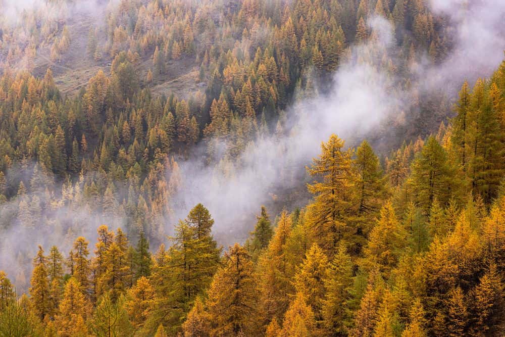 Golden yellow larch trees provide a unique backdrop