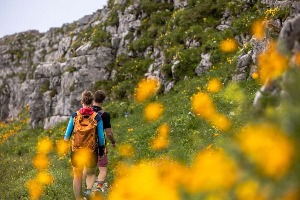 Lush mountain flower meadows glow in spring and early summer