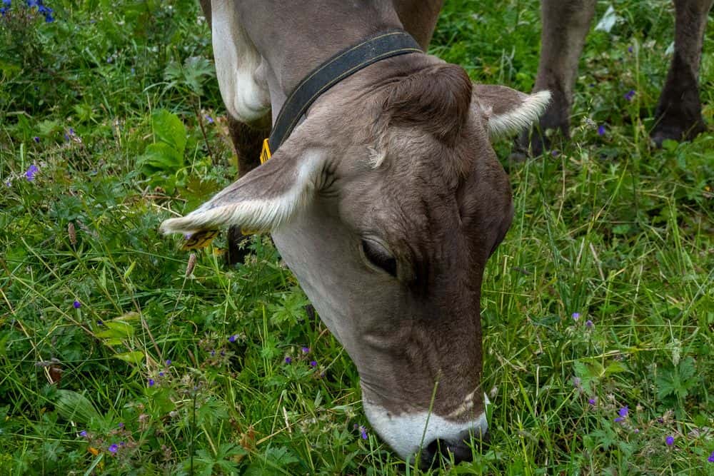 Fellow travellers along the way - the cows on the mountain pastures are of course a must.