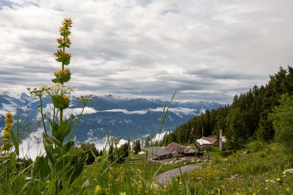 The path leads us through fresh meadows and always high above the valley.