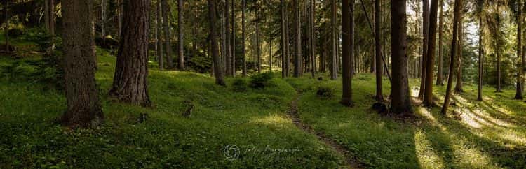 Honorable Mention in der Kategorie **Nature / Panoramic** (Kategorie _Professional_) für das Werk **Das Herz des Bergwaldes**