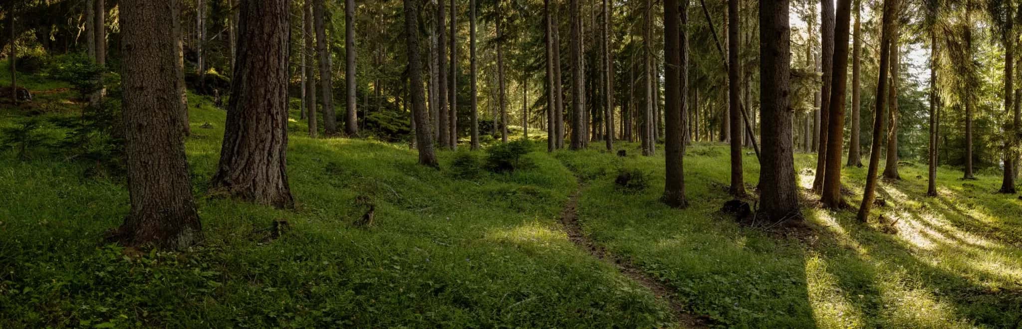 The heart of the forest
