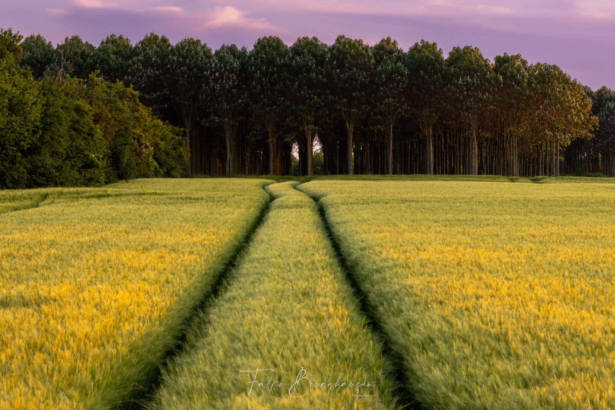 Goldenes Flüstern des Sommers