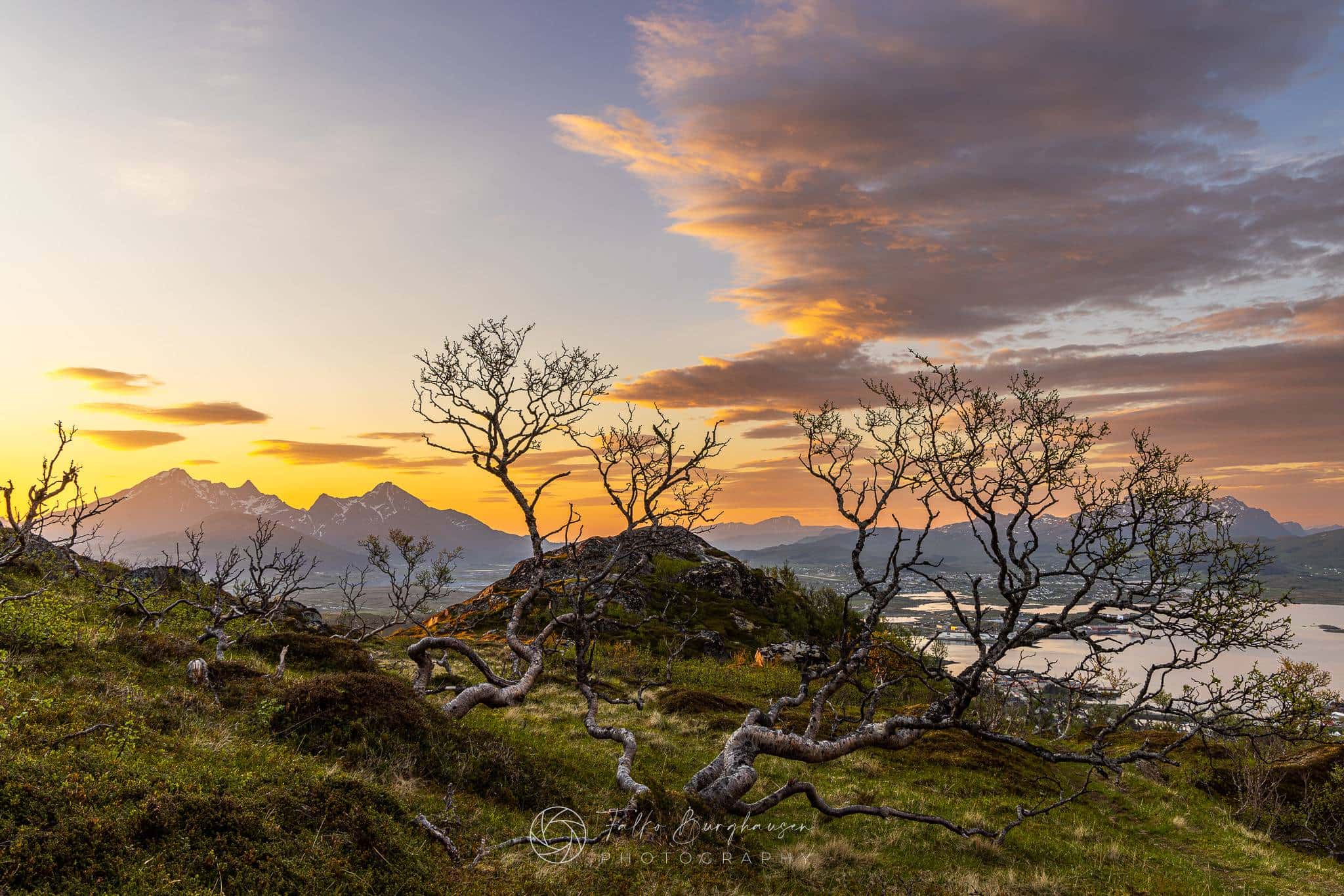 Whisper of the branches