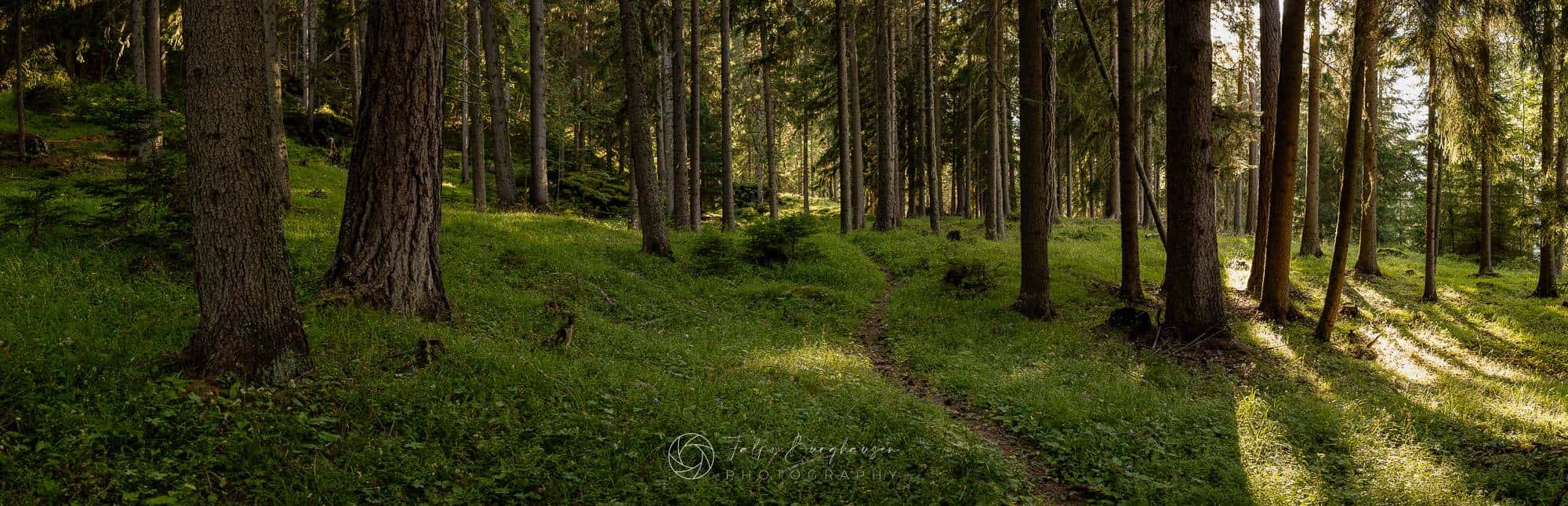The Heart of the Forest