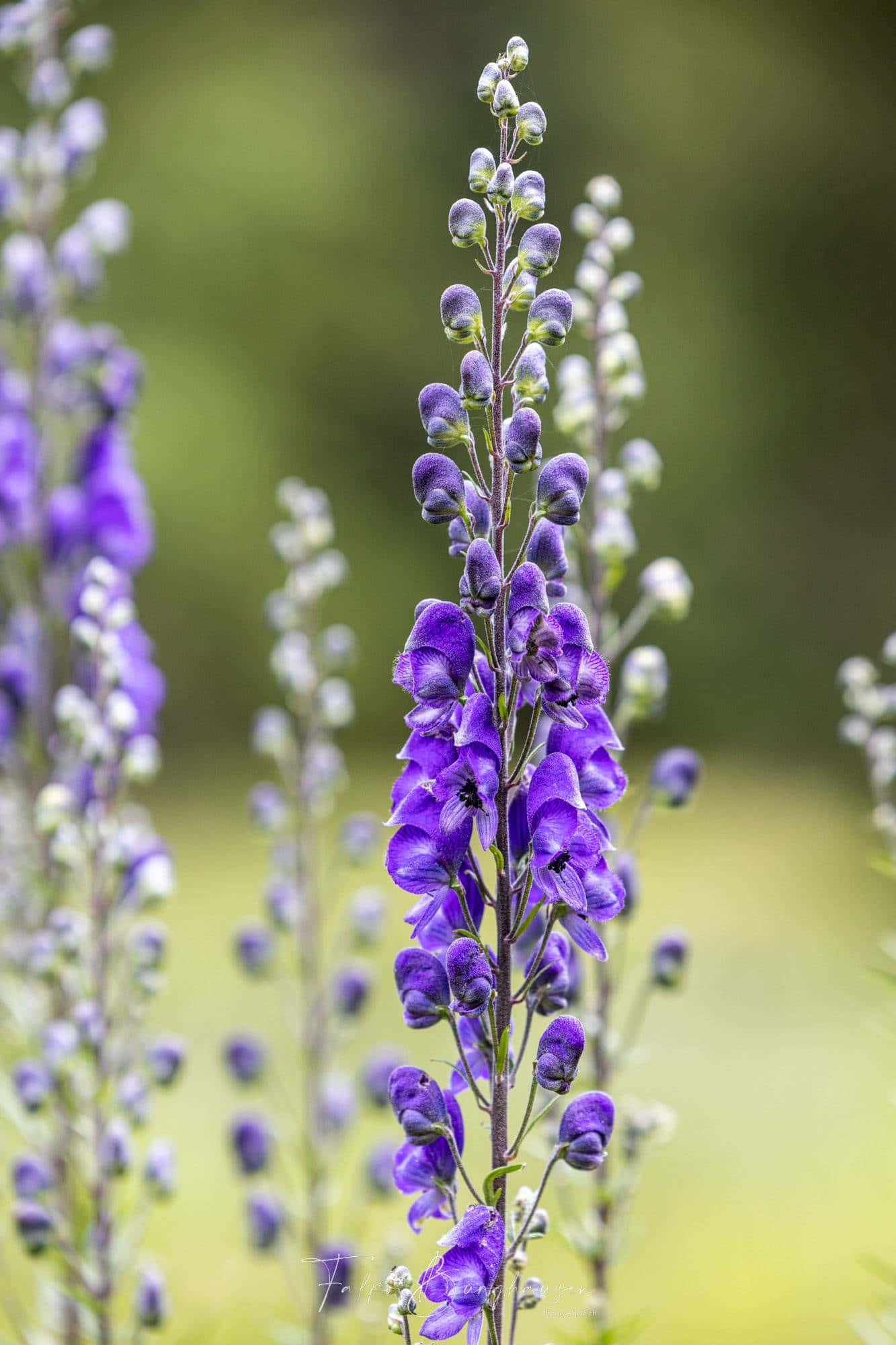 Royal Blue Monkshood