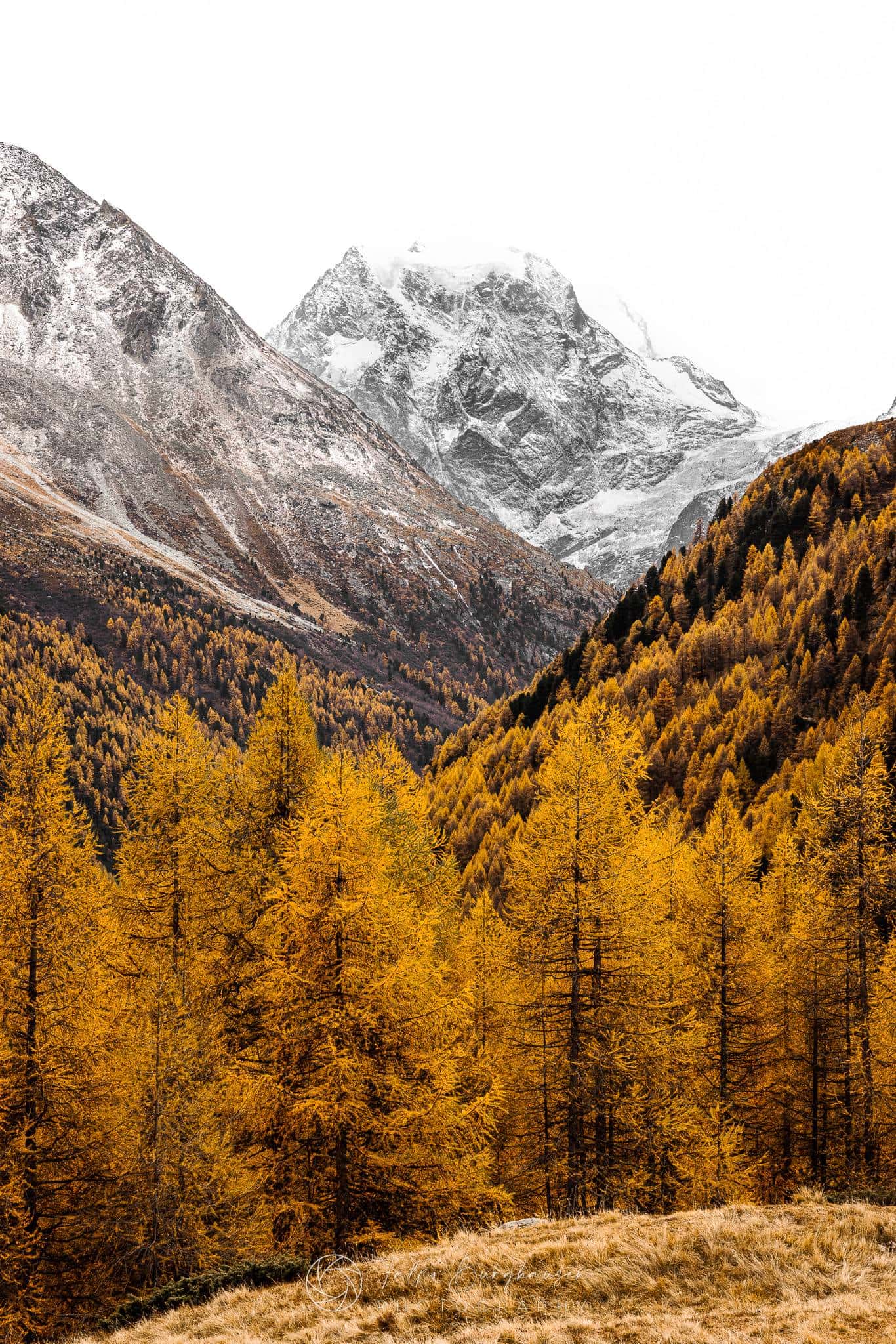 Goldene Lärchen des Val d’Hérens
