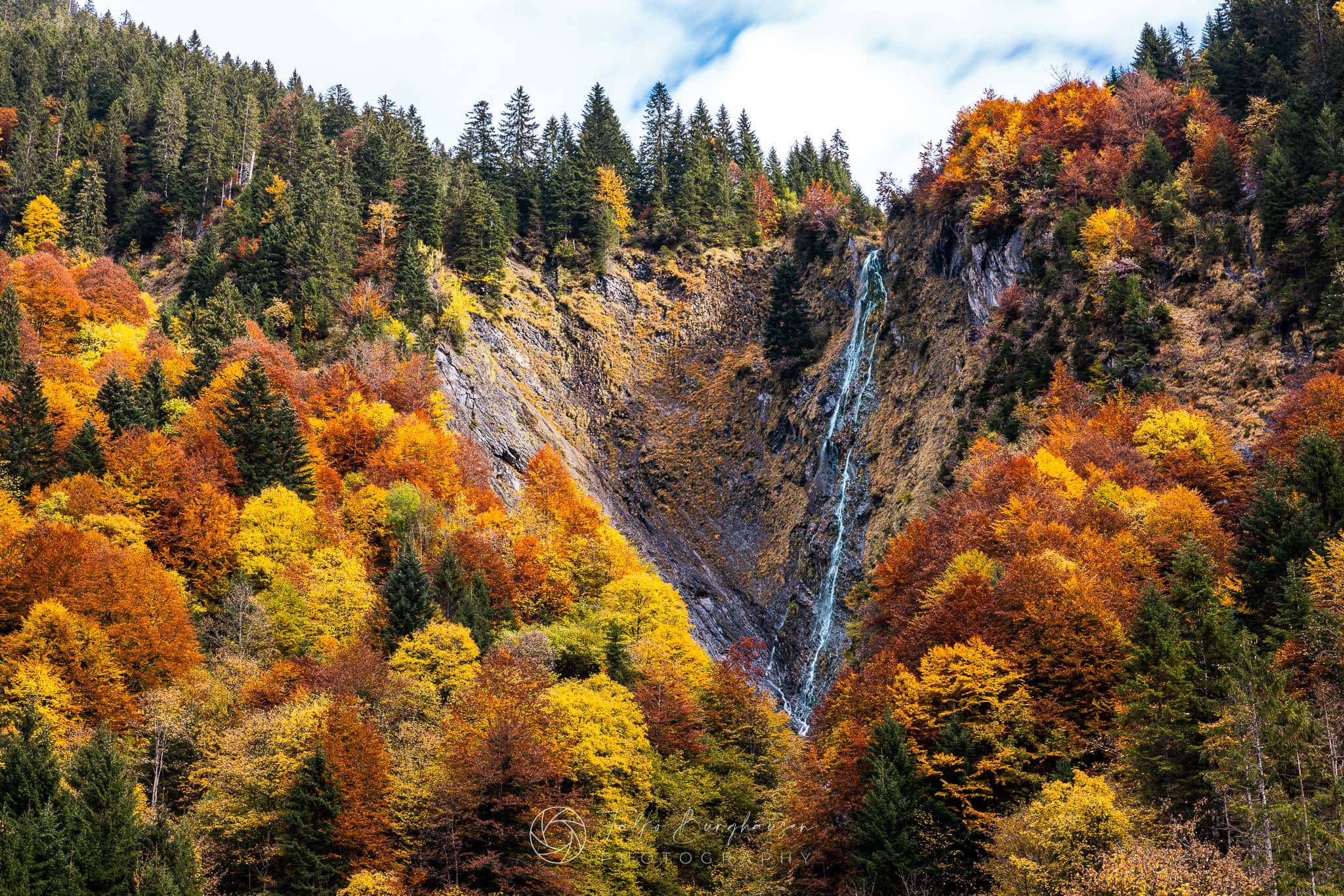 Golden Forests