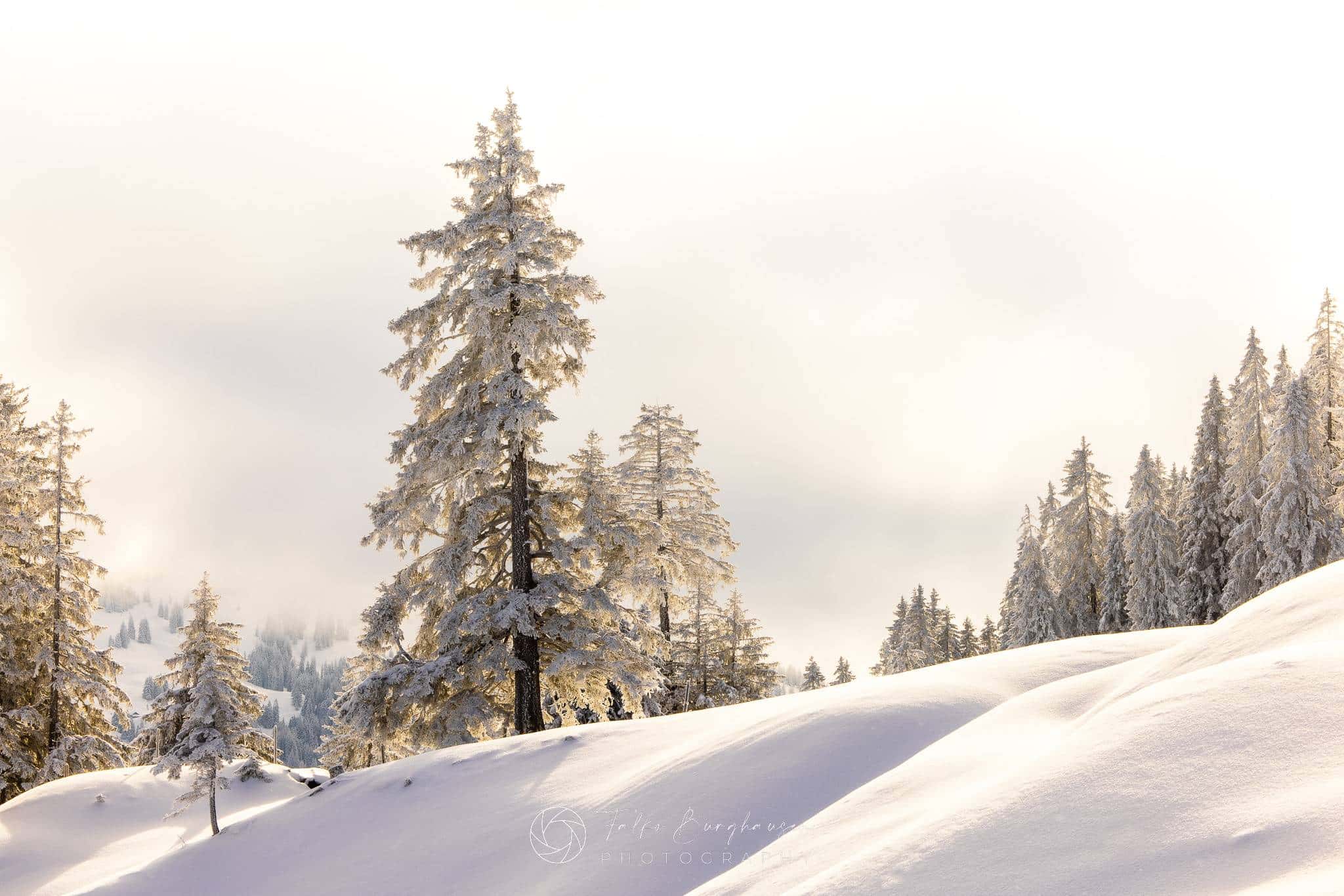 Winter Golden Whispers