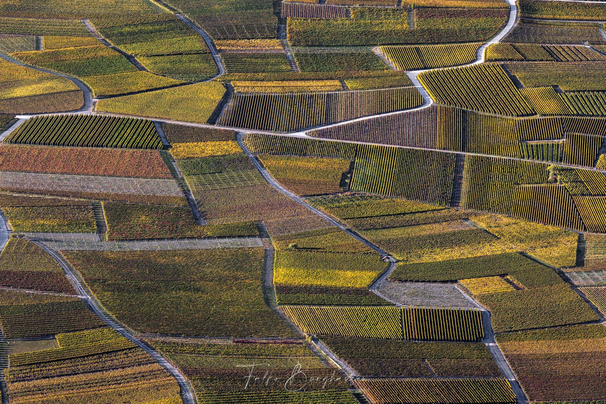 Labyrinth of Life