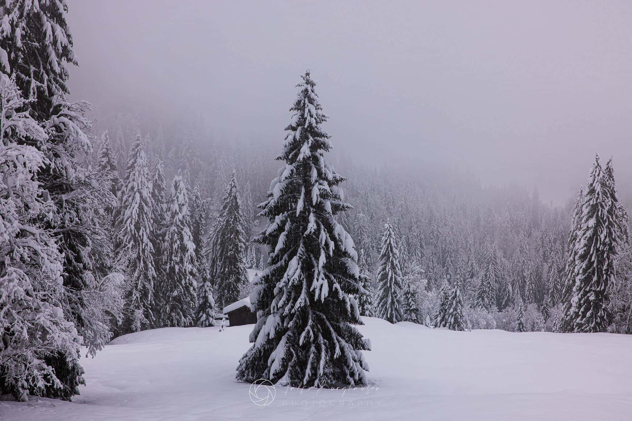 Elegance in the snow