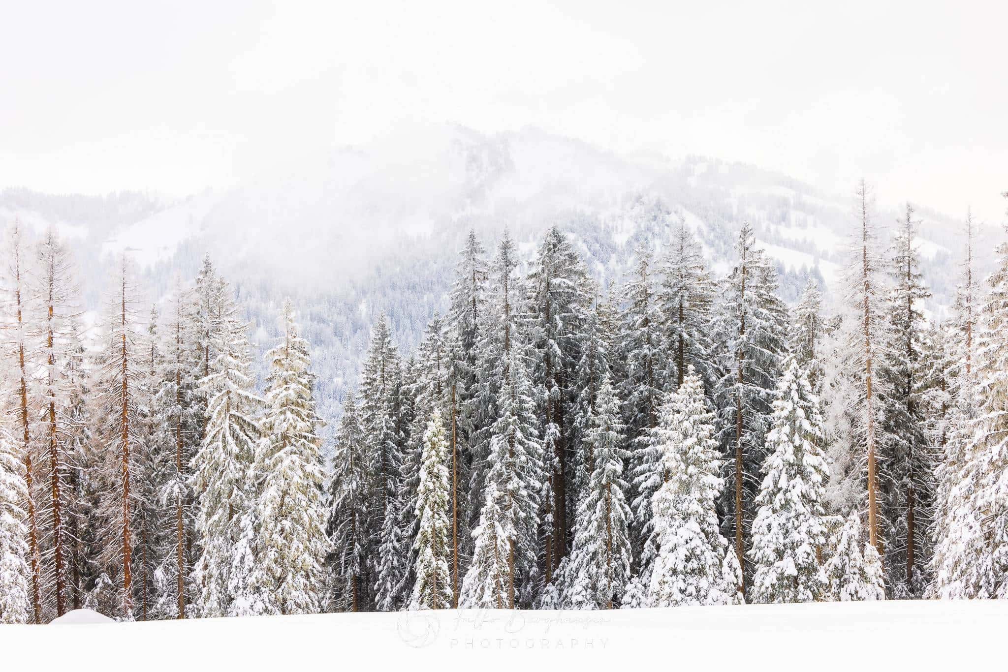 Icy forests of the Alps