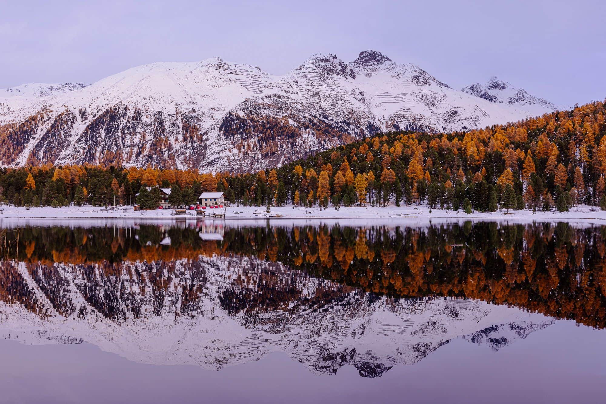 Golden larches in the Engadin at autumn time