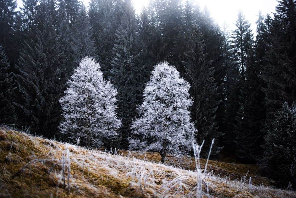 November 2022 – Bäume im Raureif
