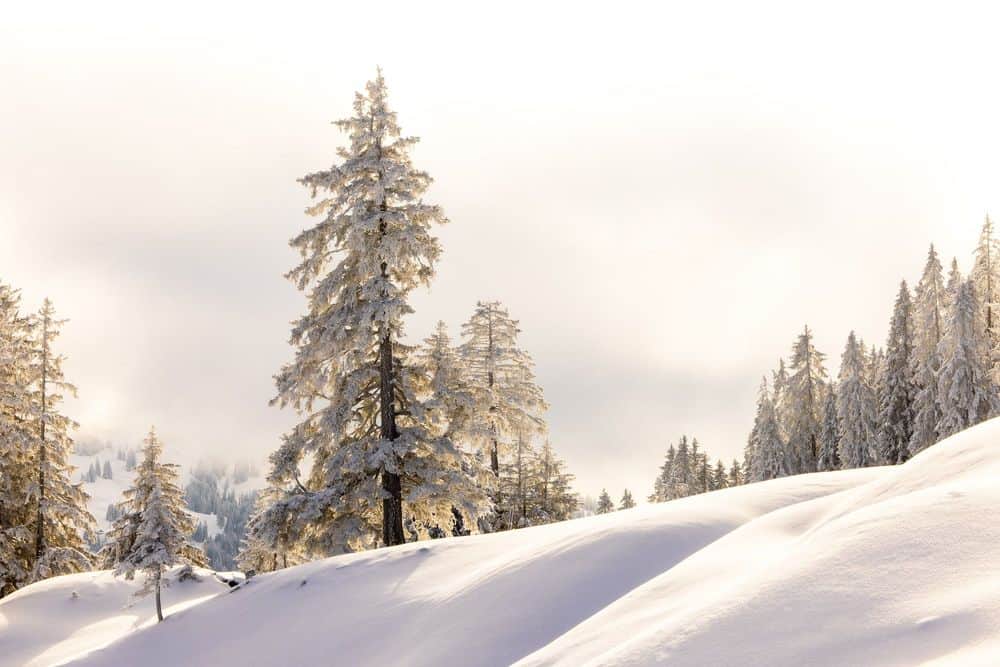 Februar 2023 – Goldschimmernde Winterlandschaft