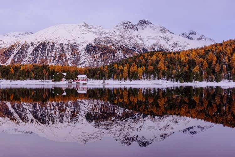 Goldene Lärchen im Engadin zur Herbstzeit