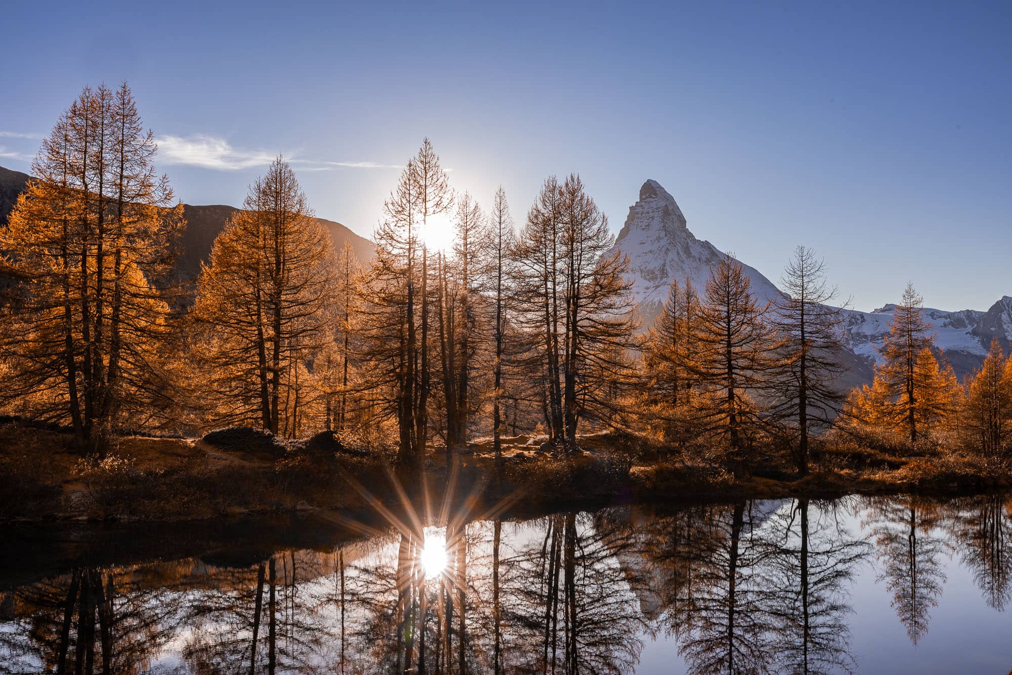 Larch Trees & Light: Matterhorn