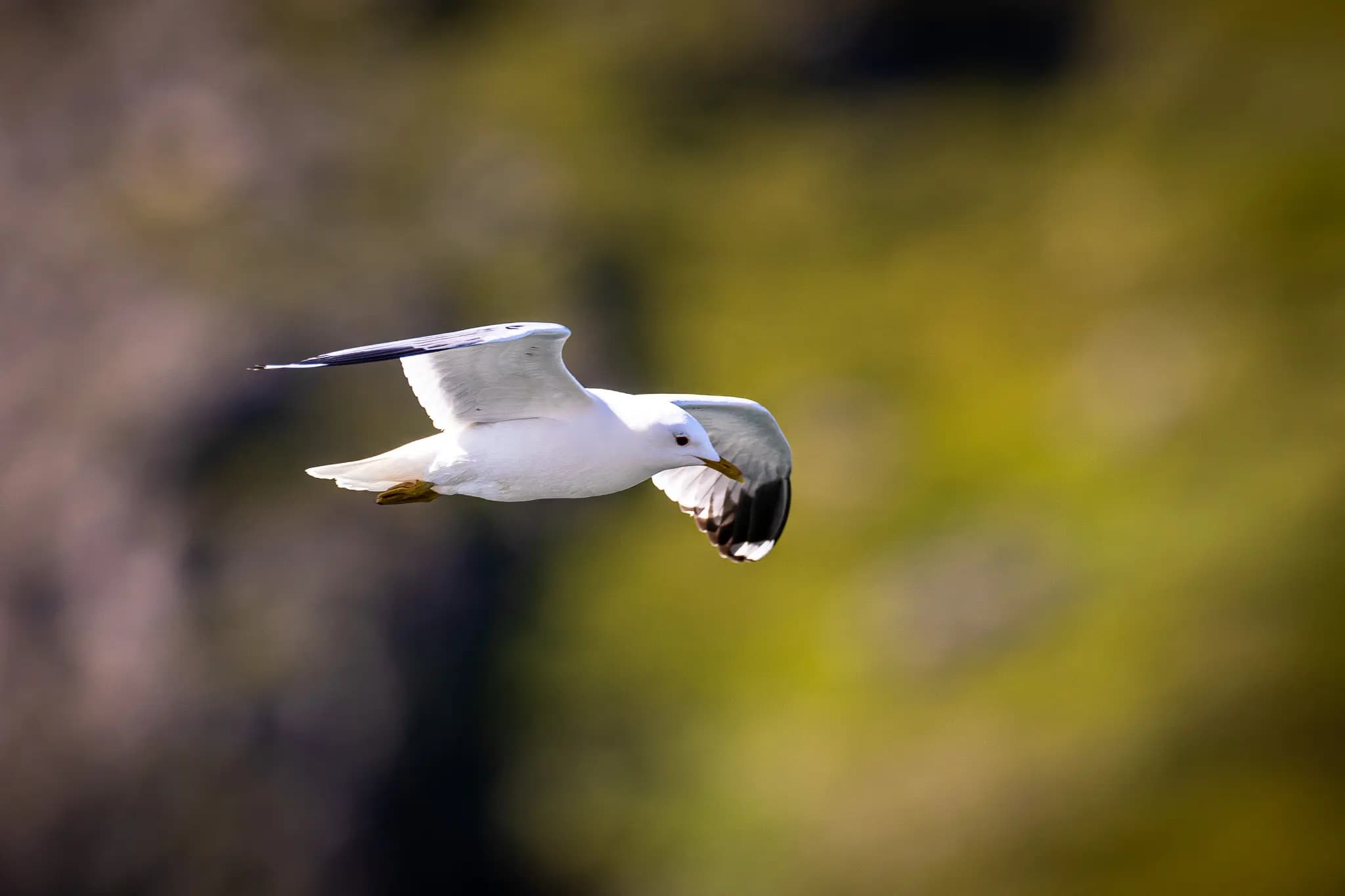 Finding their own rhythm: animals in Lofoten adapt to the light conditions.