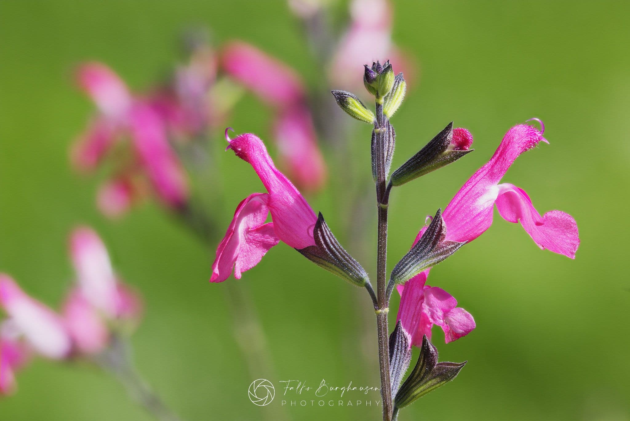 Currant sage — a bit of Mexico in Ticino