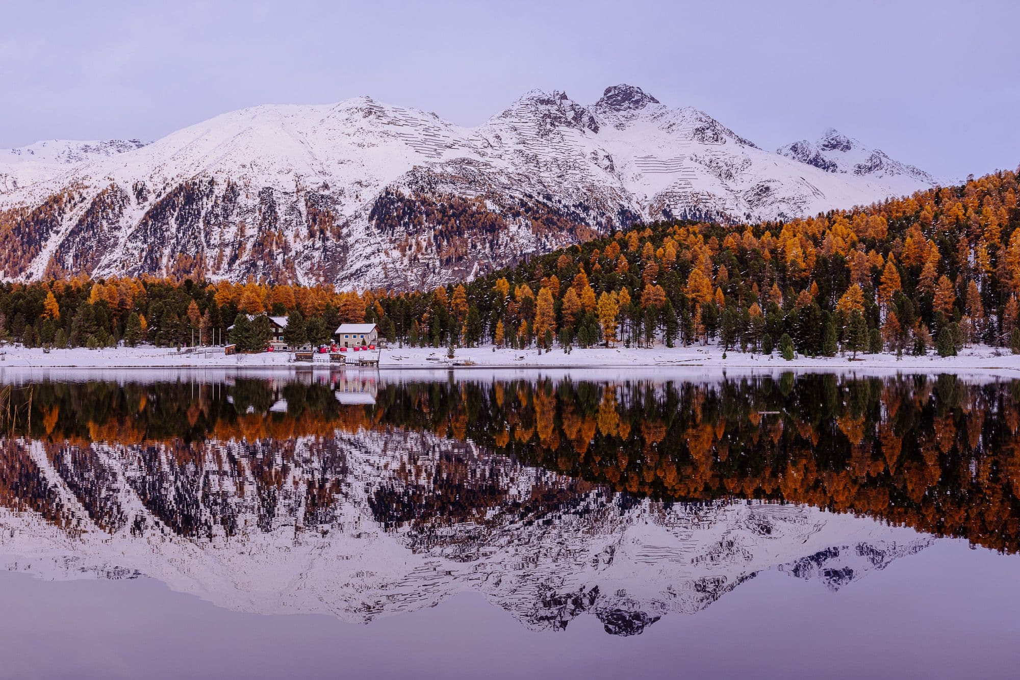 Golden larches in the Engadin at autumn time