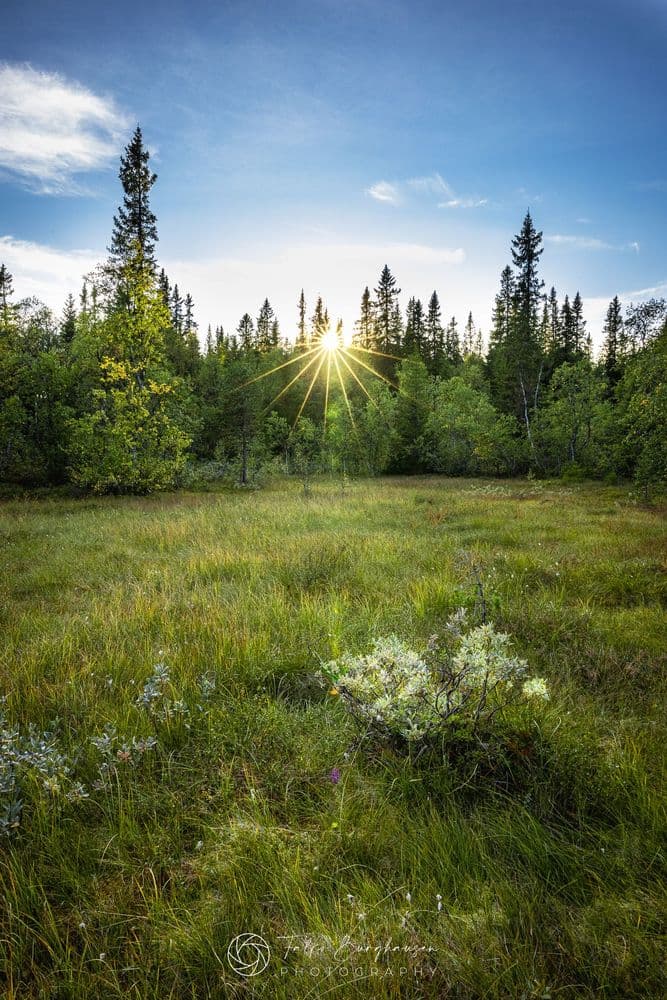 Sunset in a Norwegian forest clearing