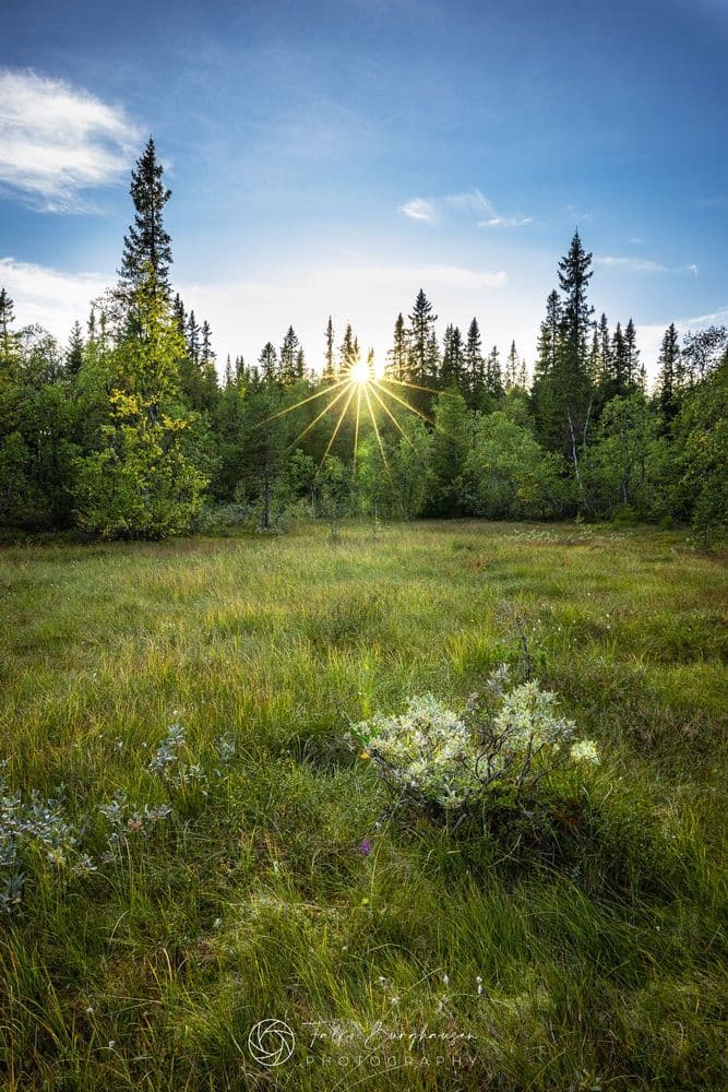 Sonnenuntergang auf einer norwegischen Waldlichtung