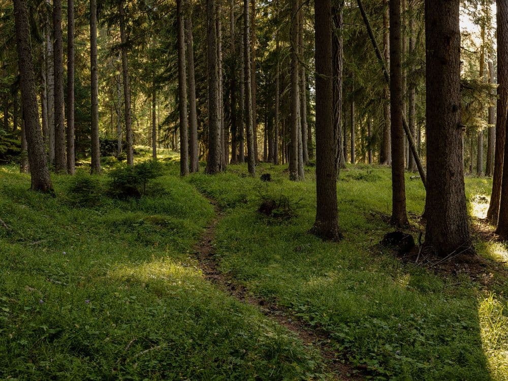 Bergwald Panorama