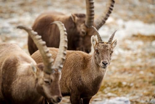 Steinbock-Tour