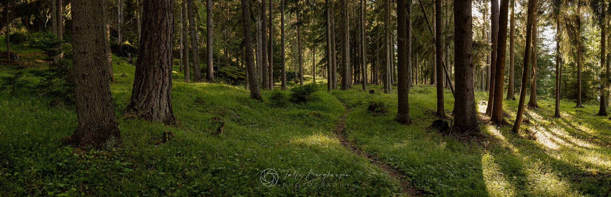 The Heart of the Forest