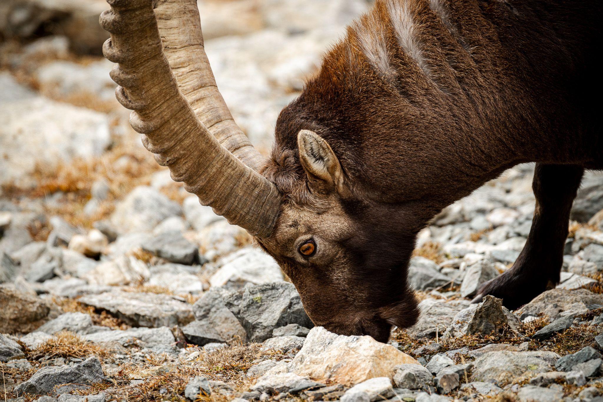 Ibexes near Pontresina