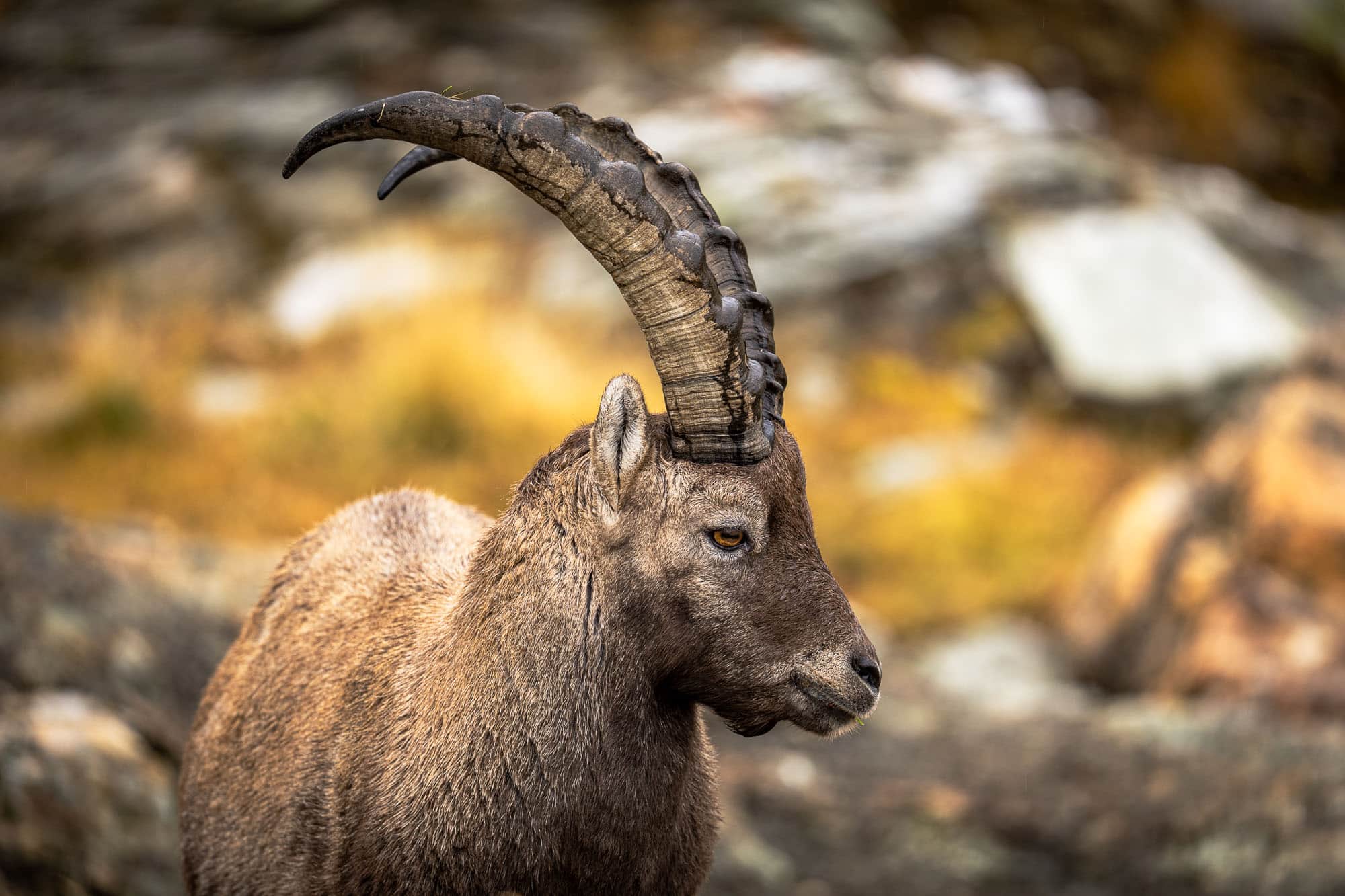Ibex at Col des Roux